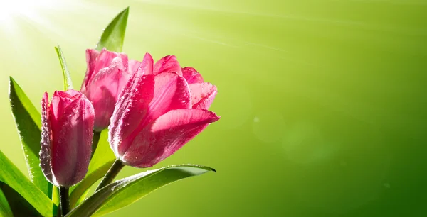 Fioritura di anniversario romantico — Foto Stock