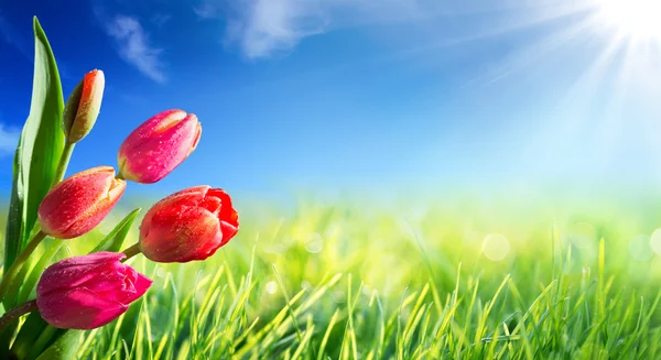 Frühling und Ostern Hintergrund mit Tulpen in sonniger Wiese — Stockfoto