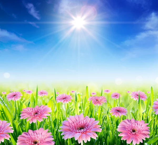 Field in blooming in springtime — Stock Photo, Image