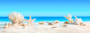 Landscape with seashells on tropical beach - summer holiday clipart