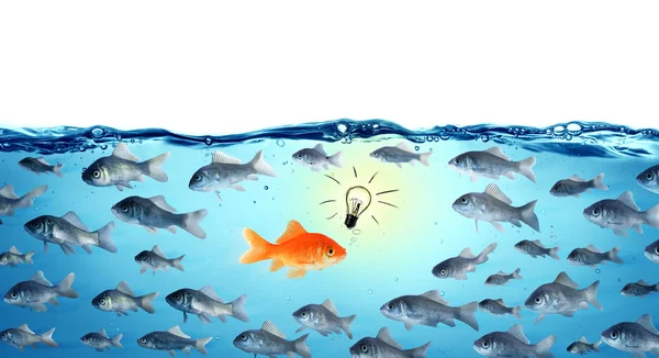 Gegen den Strom - entgegengesetztes Konzept - führender Goldfisch — Stockfoto