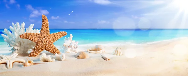 Conchas marinas en la orilla del mar en la playa tropical - fondo de vacaciones de verano — Foto de Stock