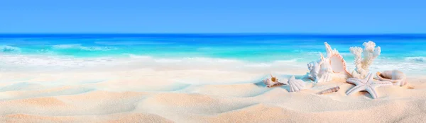 Seashells na pobřeží - dovolená na pláži pozadí — Stock fotografie