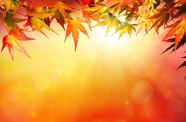 Sfondo autunnale con foglie rosse e sole — Foto Stock