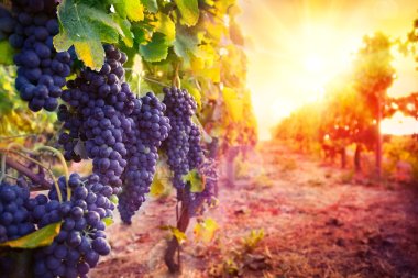 vineyard with ripe grapes in countryside at sunset clipart