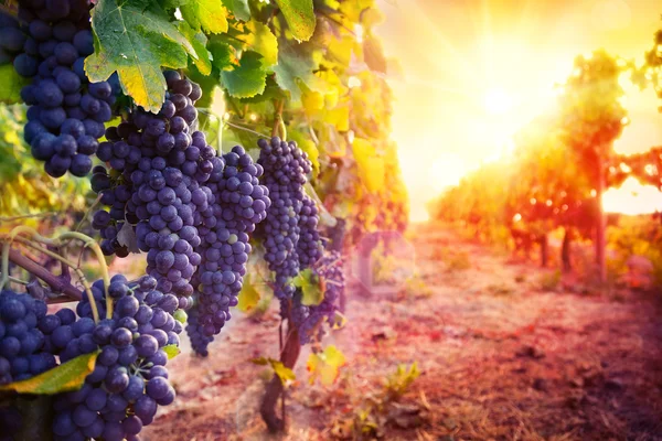 Vinha com uvas maduras no campo ao pôr-do-sol — Fotografia de Stock