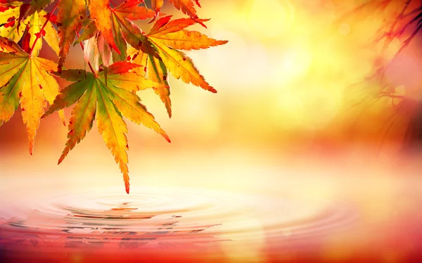 Autumn spa background with red leaves on water — Stock Photo, Image