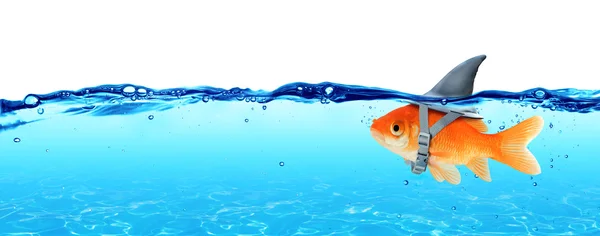 Piccolo pesce con ambizioni di un grande squalo - Business Concept — Foto Stock