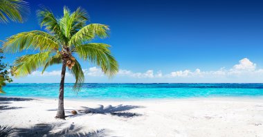 Scenic Coral Beach With Palm Tree clipart