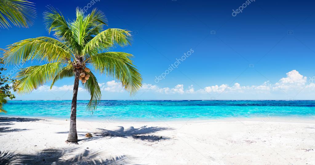 Scenic Coral Beach With Palm Tree