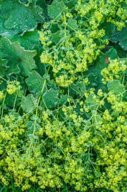 Özür dilerim. Ukrayna - yağmurdan sonra bir bitkinin yaprakları üzerindeki zıt su damlaları, bulutlu havada fotoğraflandı, şiddetli bir yağmurdan hemen sonra, güneş yatay ve dikey bulutlarla kaplandı.                