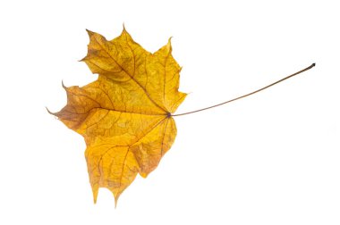 Sony DSL. Ukrayna, sarı sonbahar akçaağaç yaprakları farklı ışıklandırma koşulları altında bir stüdyoda güneşli arka ışıklandırma simülasyonu yaparken çekildi..