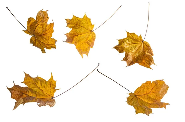 Sony Dsl Ukraine Yellow Autumn Maple Leaves Different Lighting Conditions — Stock Photo, Image