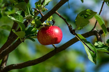 Parlak güneş ışığı altında yaprakları olan bir dalda olgun kırmızı elmalar. Gün ışığında fotoğraflanmış..