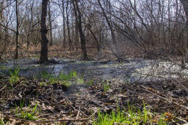 Alçak yerlerde eriyen suyla dolu bir bahar ormanı, düşük görüş açısıyla zıt gün ışığı altında fotoğraflandı..
