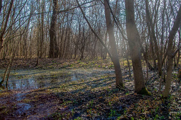 Uma Floresta Primavera Inundada Com Água Derretida Áreas Baixas Fotografada — Fotografia de Stock