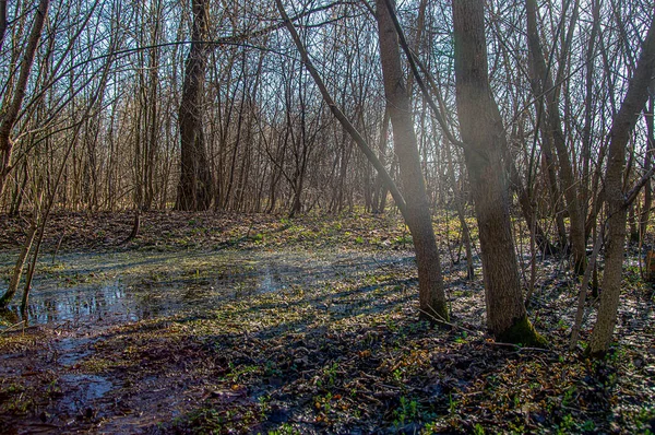 Een Bronbos Overspoeld Met Smeltwater Laaggelegen Gebieden Gefotografeerd Contrasterend Daglicht — Stockfoto