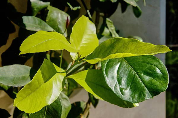 Folhas Verdes Jovens Limoeiro Iluminado Pelo Sol Manhã Baixa Fotografado — Fotografia de Stock