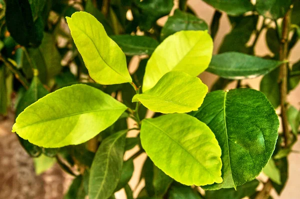 Folhas Verdes Jovens Limoeiro Iluminado Pelo Sol Manhã Baixa Fotografado — Fotografia de Stock