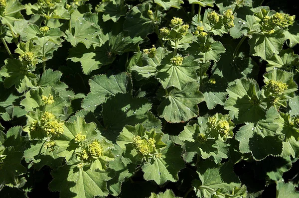 Yağmurdan sonra, yeşil yaprakların üzerine büyük damlalar düşer, doğal gün ışığında gökyüzünden çekilir..