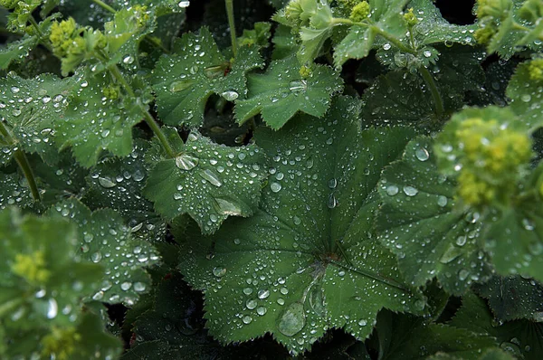 Nach Regen Große Tropfen Auf Grünen Blättern Aufgenommen Bei Tageslicht — Stockfoto