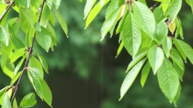 Şiddetli bir yaz yağmuru sırasında gün ışığında gürültülü bir sesle çekilen, harika bir izlenim bırakır..