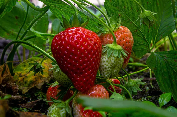 Nervöse Reife Erdbeeren Zusammen Mit Unreifen Auf Dem Boden Der — Stockfoto