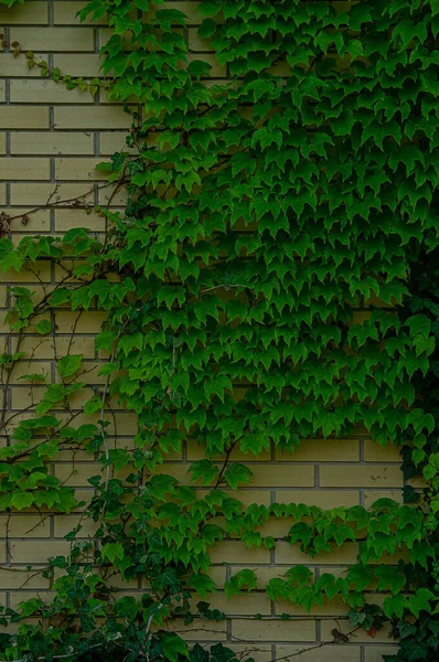 Wall Light Brick Covered Ivy Shade Early Summer Morning Photographed —  Fotos de Stock