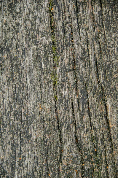 Structure Old Sawn Wood Traces Effects Natural Precipitation Temperature Changes — Stock Photo, Image