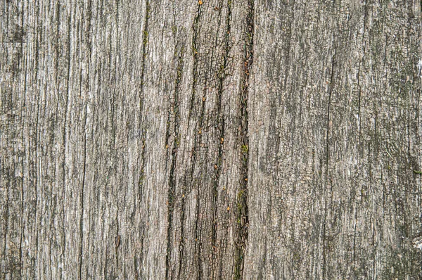 나무의 구조는 자연적 강수량 변화의 영향의 흔적을 가지고 위로부터 사진이 — 스톡 사진