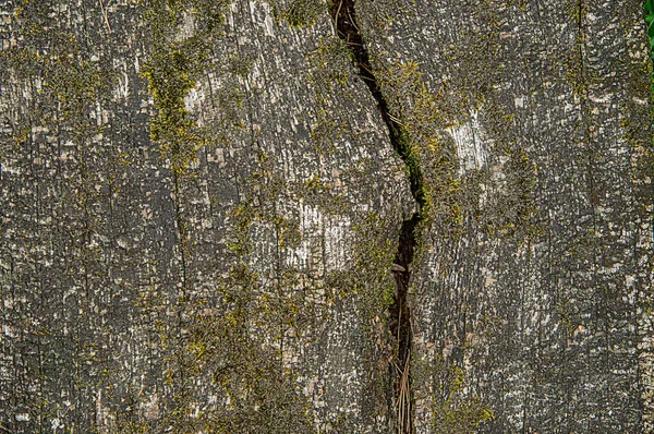 Structure Old Sawn Wood Traces Effects Natural Precipitation Temperature Changes — Stock Photo, Image