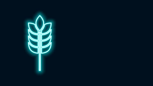 用稻谷、小麦、玉米、燕麦、黑麦、大麦图标在黑色背景上分离制成的发亮的霓虹灯线仪式。麦片面包的象征。4K视频运动图形动画 — 图库视频影像