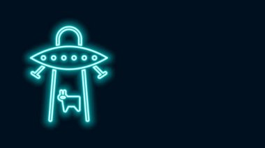 Parlayan neon hattı UFO siyah arka planda izole edilmiş inek simgesini kaçırır. Uçan daire. Uzaylı uzay gemisi. Gelecekteki bilinmeyen uçan nesne. 4K Video hareketli grafik canlandırması