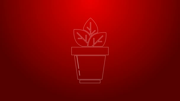 Grön linje Blommor i potten ikon isolerad på röd bakgrund. Växt som växer i en kruka. Krukväxt tecken. 4K Video motion grafisk animation — Stockvideo
