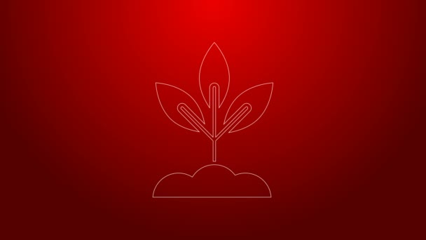Línea verde Icono de planta aislado sobre fondo rojo. Semillas y plántulas. Firma de hojas. La naturaleza de la hoja. Animación gráfica de vídeo 4K — Vídeo de stock