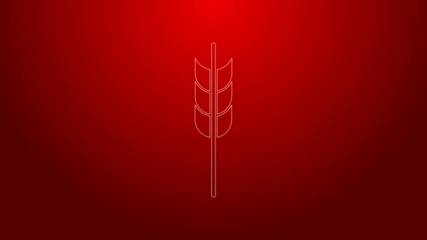 Línea verde Cereales con arroz, trigo, maíz, avena, centeno, cebada icono aislado sobre fondo rojo. Orejas de pan de trigo símbolos. Animación gráfica de vídeo 4K — Vídeos de Stock