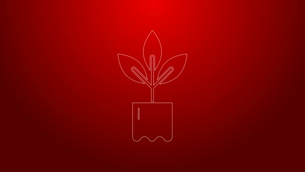 Línea verde Planta en botella icono aislado sobre fondo rojo. Semillas y plántulas. Firma de hojas. La naturaleza de la hoja. Animación gráfica de vídeo 4K — Vídeo de stock