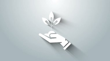 Çevre koruma ikonunun elindeki Beyaz Santral gri arka planda izole edildi. Tohum ve tohum. Fidan dikiyorum. Ekoloji konsepti. 4K Video hareketli grafik canlandırması