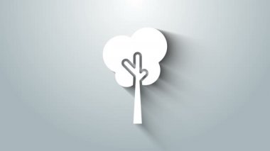 Beyaz Ağaç simgesi gri arkaplanda izole edildi. Orman sembolü. 4K Video hareketli grafik canlandırması