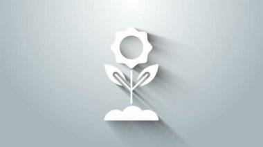 Gri arkaplanda beyaz çiçek simgesi izole edildi. 4K Video hareketli grafik canlandırması