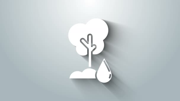 Icono del árbol de riego blanco aislado sobre fondo gris. Símbolo forestal. Símbolo de riego. Animación gráfica de vídeo 4K — Vídeos de Stock