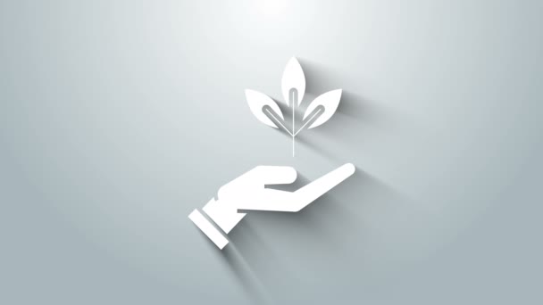Λευκό φυτό στο χέρι του εικονιδίου περιβαλλοντικής προστασίας που απομονώνεται σε γκρι φόντο. Σπόροι και σπορά. Φυτεύω δενδρύλλιο. Οικολογική έννοια. 4K Γραφική κίνηση κίνησης βίντεο — Αρχείο Βίντεο