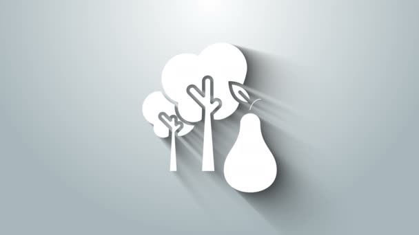 白色树，梨子图标孤立在灰色背景。农业植物。有机农产品。园艺主题。4K视频运动图形动画 — 图库视频影像