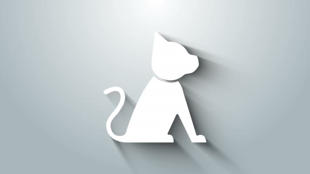Ikona White Cat izolované na šedém pozadí. Grafická animace pohybu videa 4K — Stock video