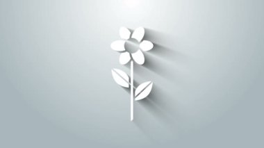 Gri arkaplanda beyaz çiçek simgesi izole edildi. 4K Video hareketli grafik canlandırması