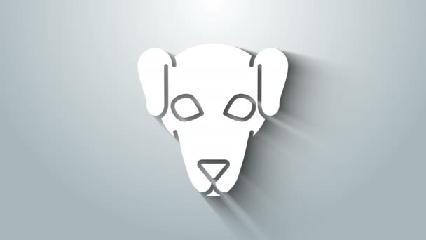 灰色の背景に白い狩猟犬のアイコンが隔離されています。4Kビデオモーショングラフィックアニメーション — ストック動画