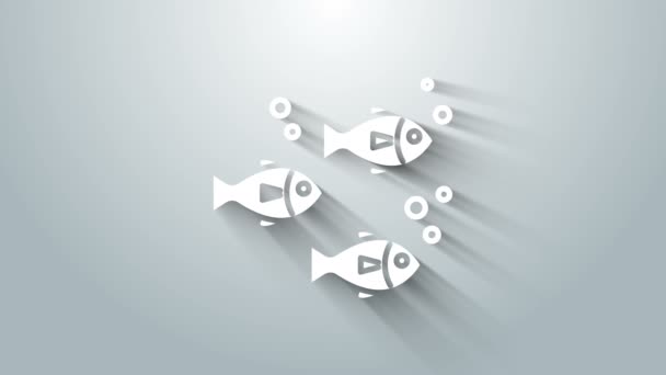 Icono de pescado blanco aislado sobre fondo gris. Animación gráfica de vídeo 4K — Vídeo de stock