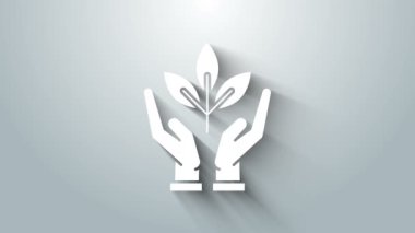 Çevre koruma ikonunun elindeki Beyaz Santral gri arka planda izole edildi. Tohum ve tohum. Fidan dikiyorum. Ekoloji konsepti. 4K Video hareketli grafik canlandırması