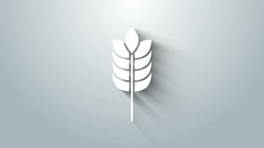 Beyaz gevrekler, pirinç, buğday, mısır, yulaf, çavdar ve gri arka planda izole edilmiş arpa ikonu. Buğday ekmeği sembolleri. 4K Video hareketli grafik canlandırması