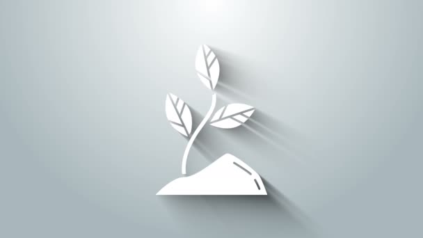 Иконка White Sprout выделена на сером фоне. Семена и саженцы. Знак "листья". Листовая природа. Видеографическая анимация 4K — стоковое видео